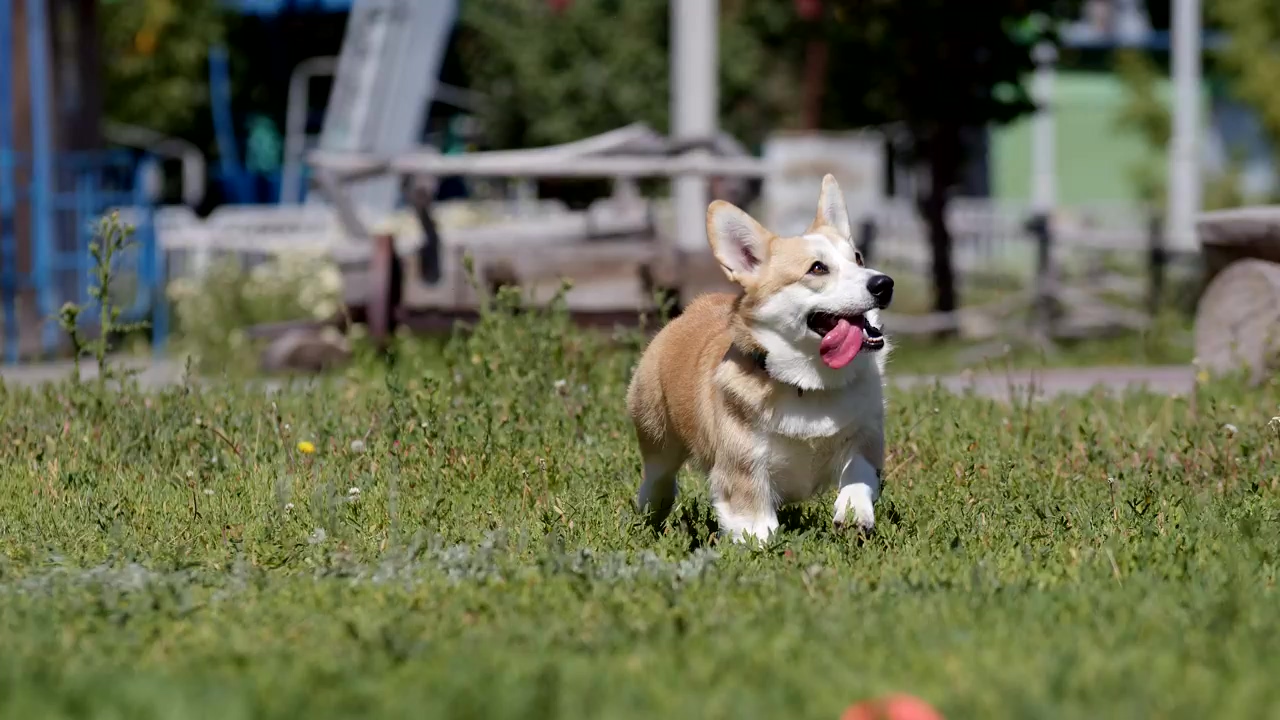 Corgi running next to its owner at the park, park, dog, pet, pet owner, dogs, puppy, and corgi