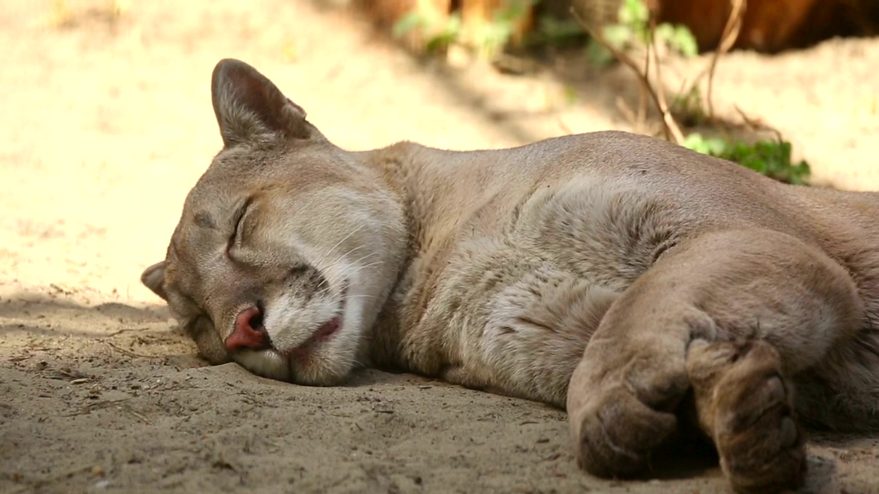 Cougar taking a nap on the ground, animal, wildlife, and cat