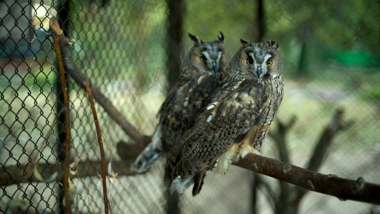 Couple of owls in a cage at the zoo, bird, zoo, and birds