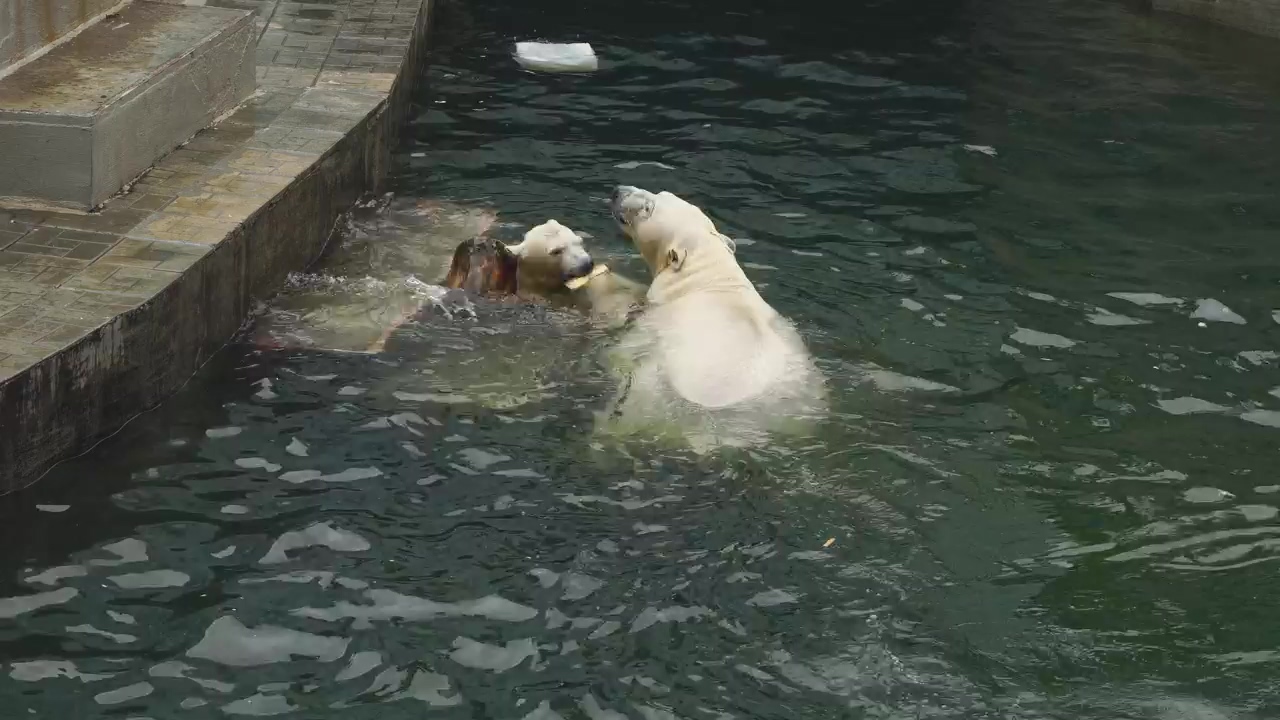 Couple of polar bears playing with log in the water, water, wildlife, zoo, and bear