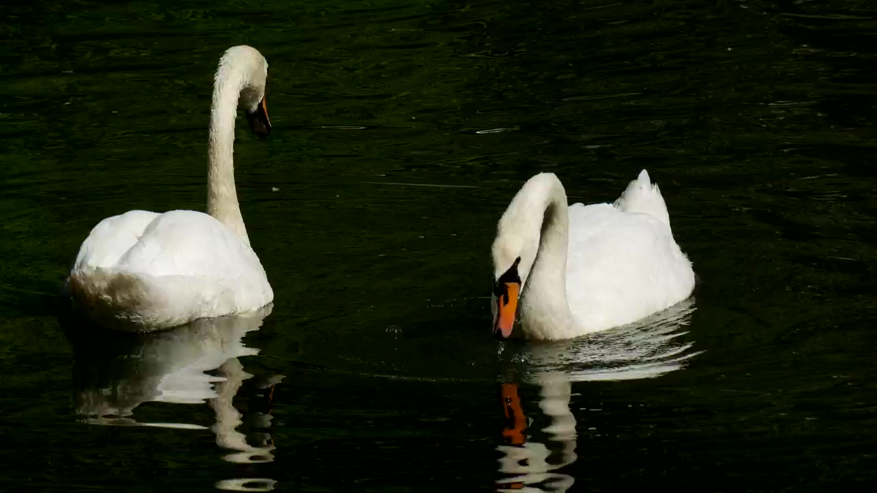 Couple of swans diving in the lake, animal, wildlife, lake, bird, swan, and dive