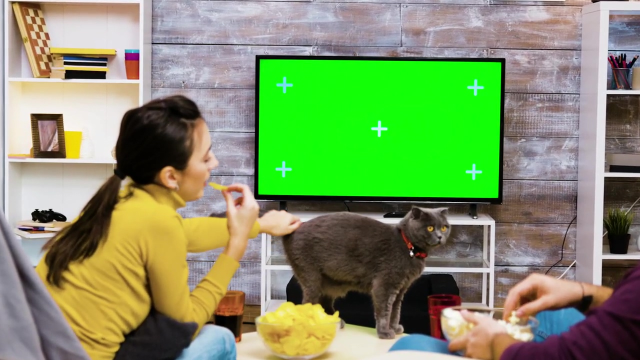 Couple playing with a cat by the tv, green screen, cat, and watching tv