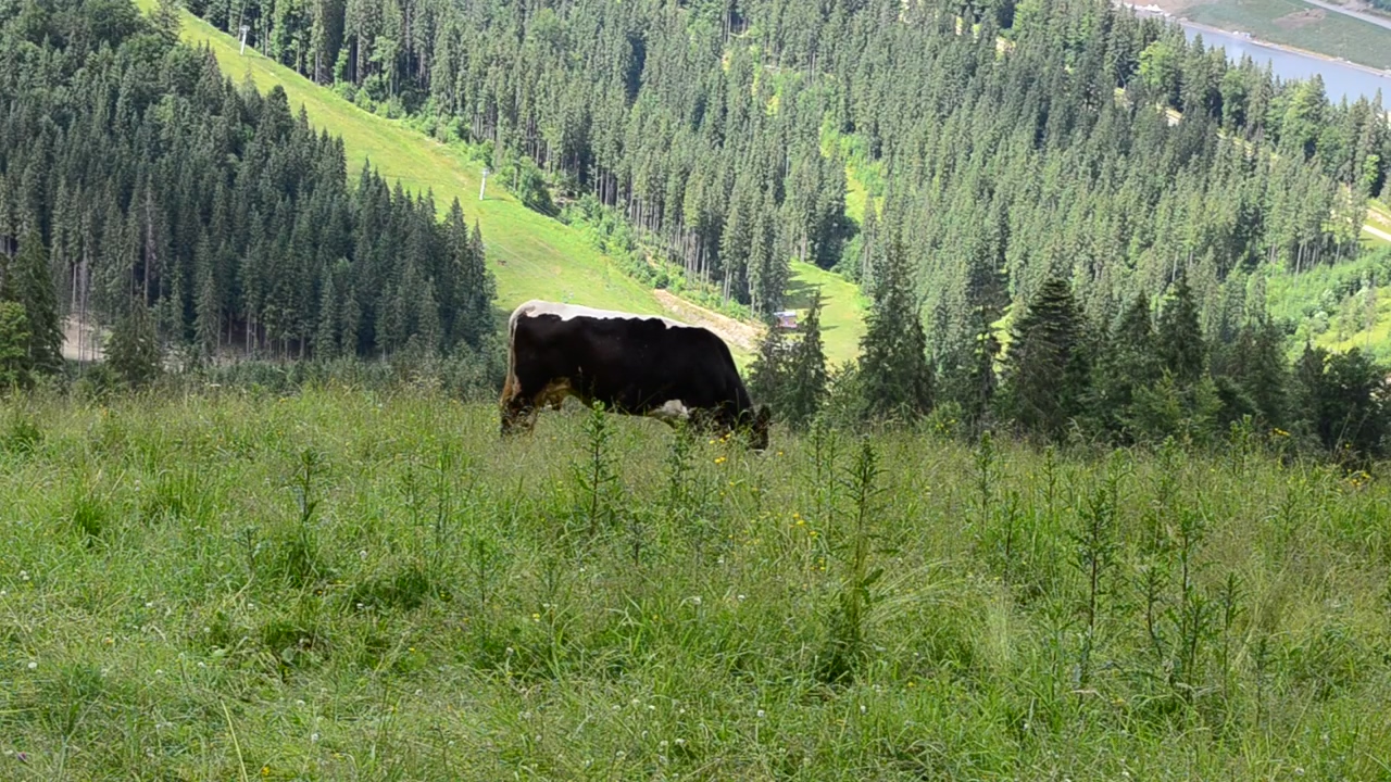 Cow feeding in the hills, field, grass, and cow