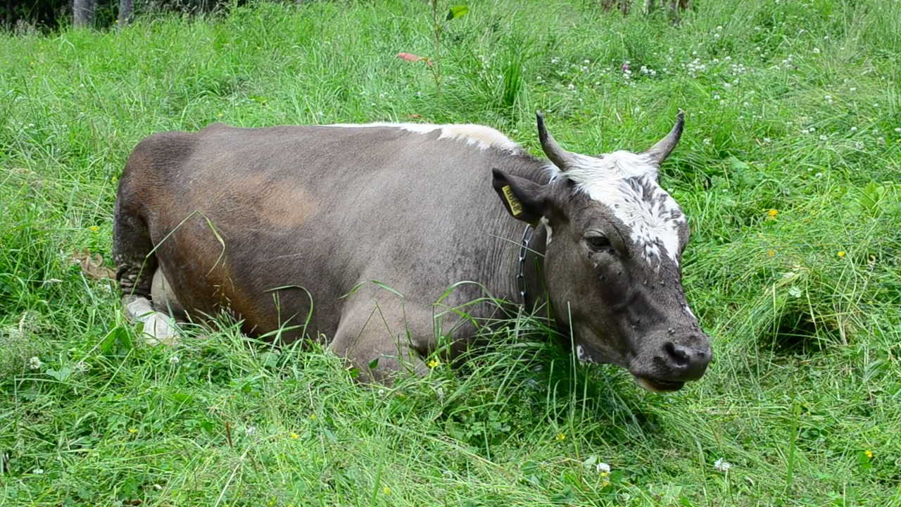 Cow laying down and eating grass, eating, cow, and cattle