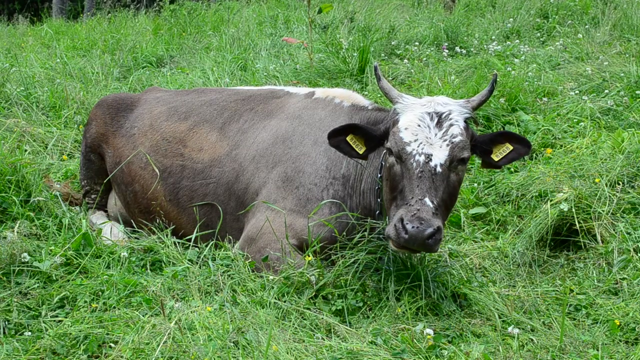 Cow laying down in a damp field, field, wet, and cow