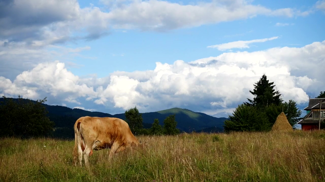Cow pasture on a mountain landscape, mountain, animal, outdoor, farm, meadow, and cow