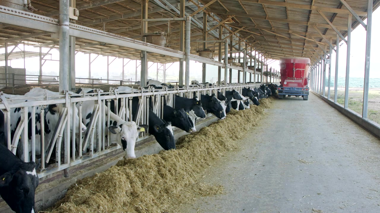 Cows being fed on a dairy cow farm, milk, cow, animal farm, and cow milk