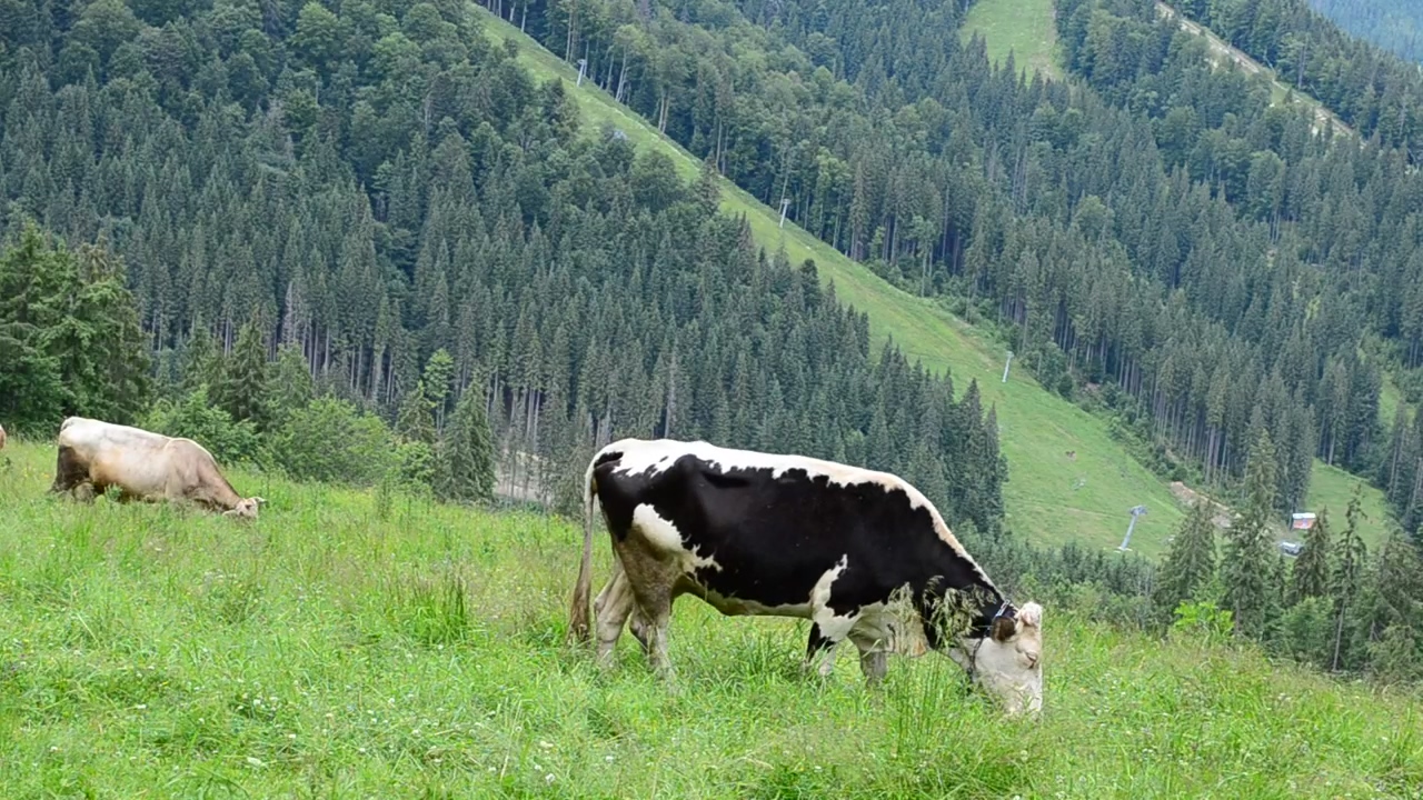 Cows grazing in the hills, eating, hill, and cow