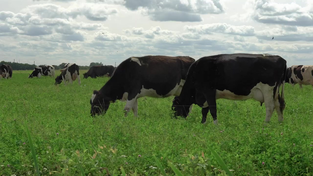 Cows grazing slowly on a grassy paddock, field, grass, farm, cow, farming, farm animals, and cow milk