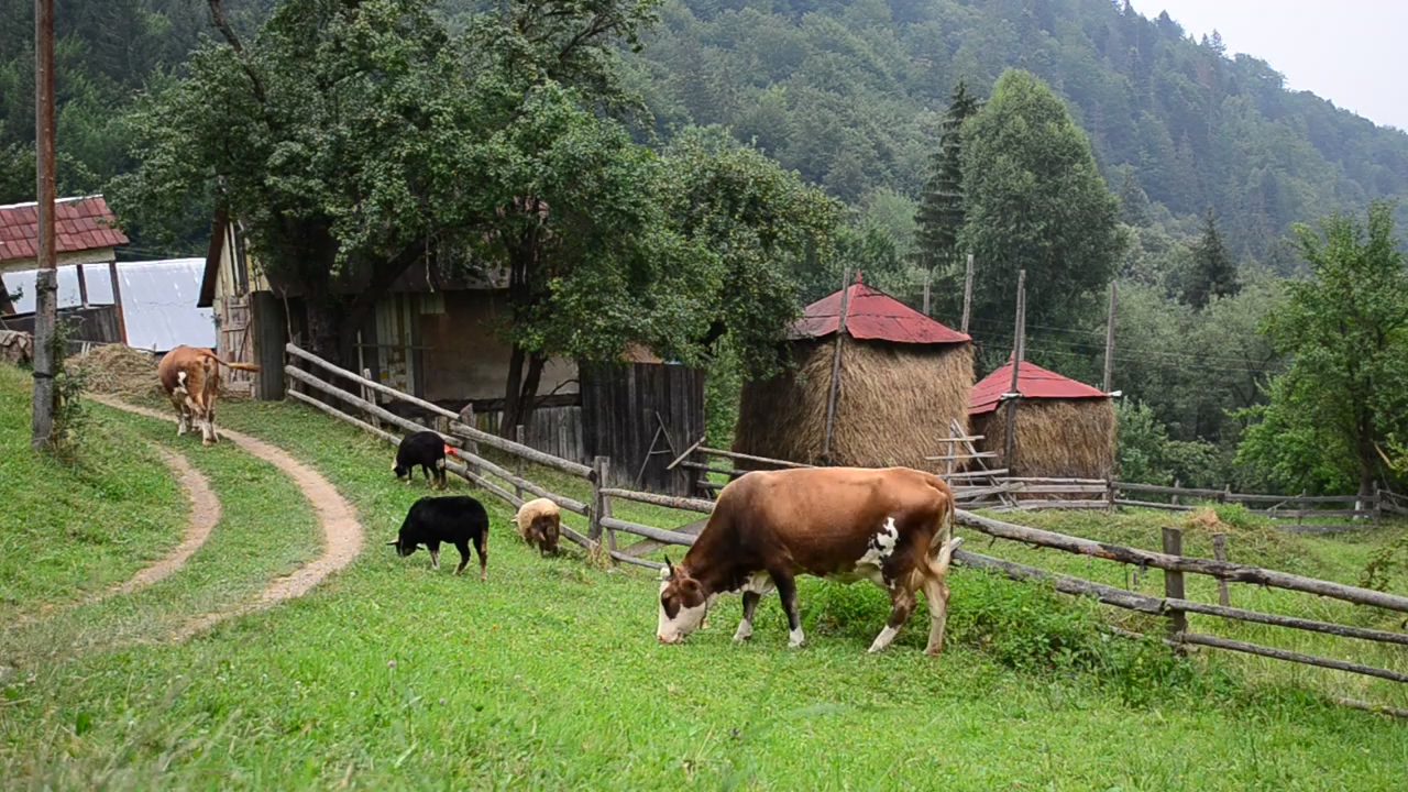 Cows in a mountain farm, mountain, farm, cow, and cattle