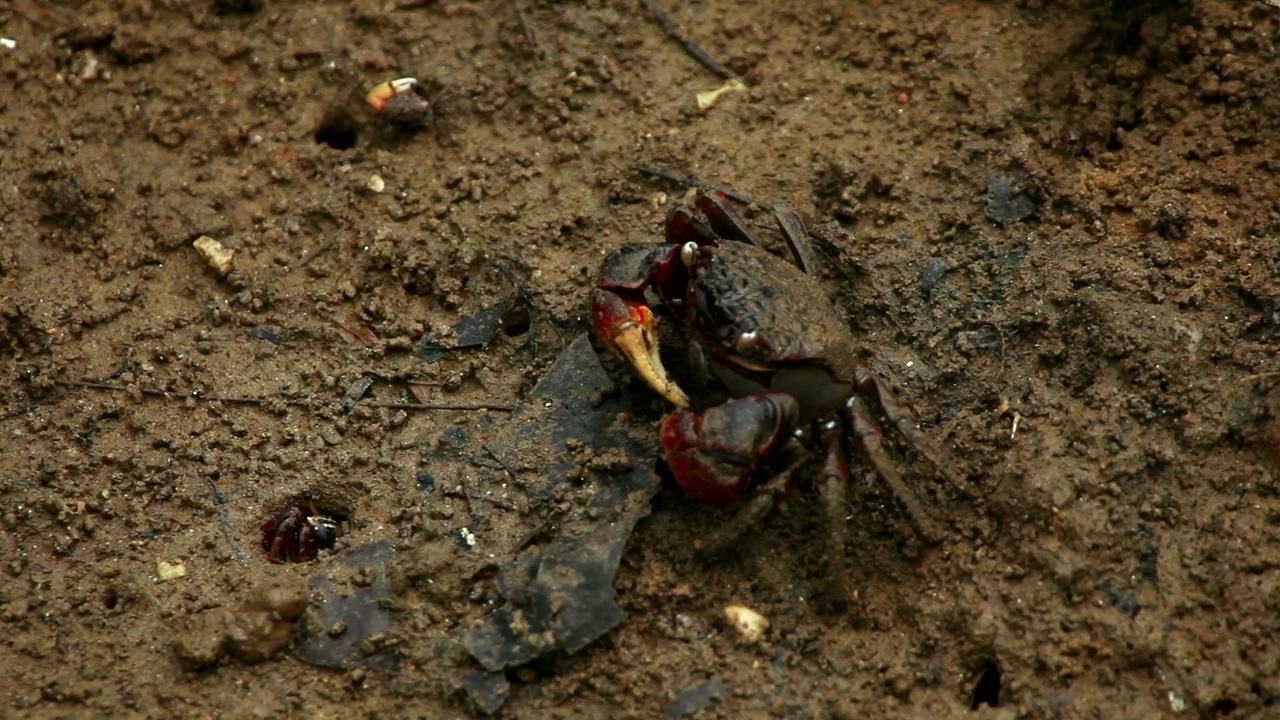 Crab eating in dirty mud, animal, wildlife, pollution, and crab