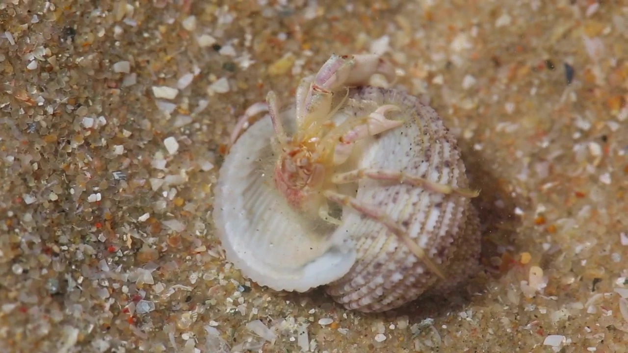 Crab in a shell hidding in the sand, animal, wildlife, and sand