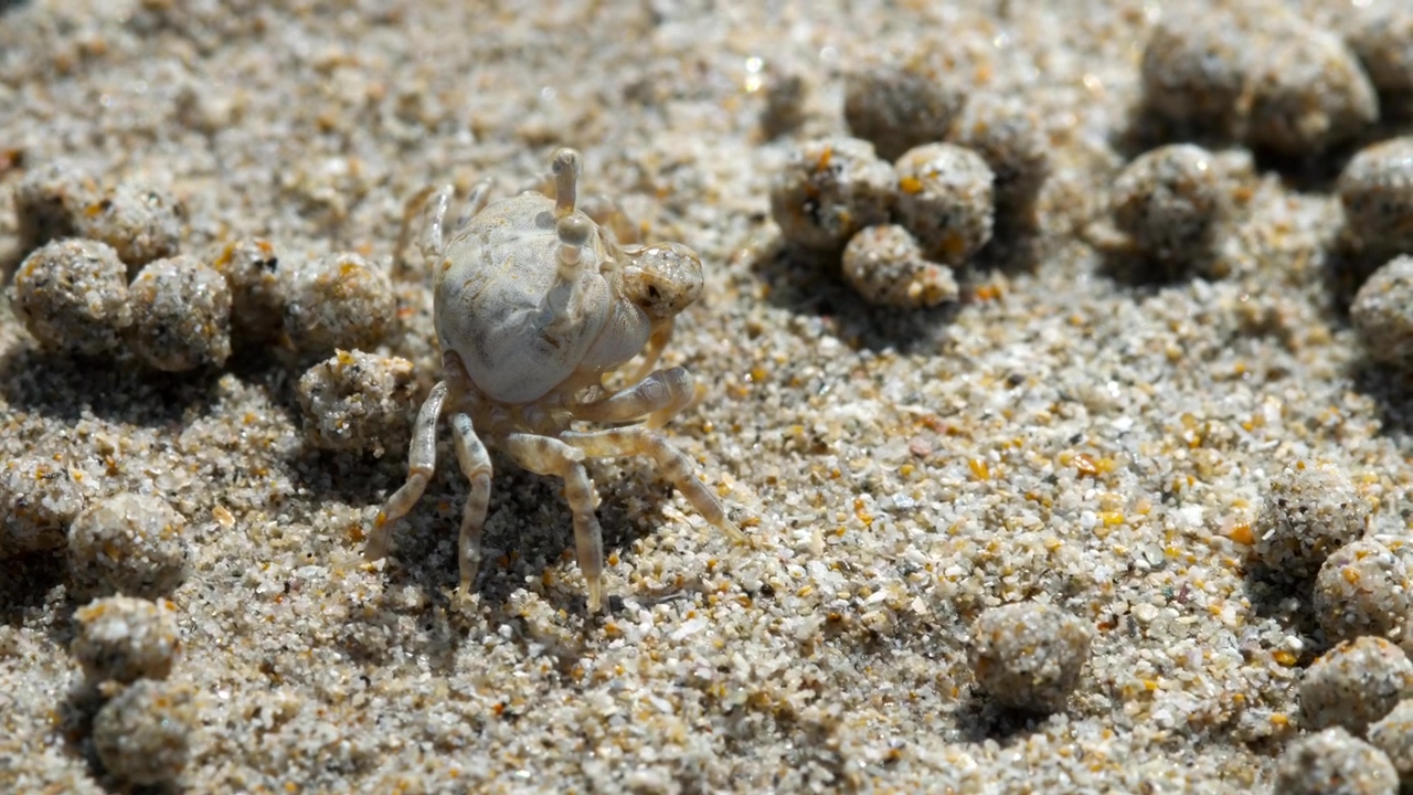 Crab in the beach closeup, animal, wildlife, sand, and crab