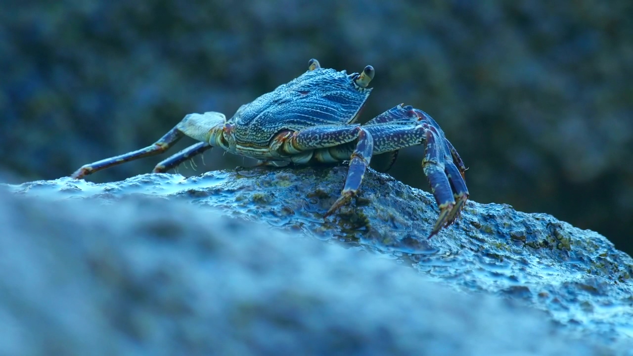 Crab on a rock, animal, wildlife, rock, wave, and crab