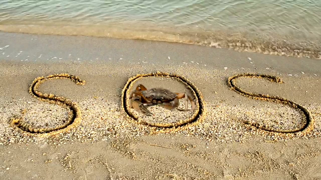 Crab standing in an sos sign, beach, sand, sign, and crab