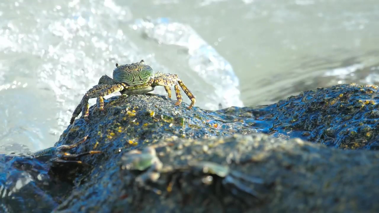 Crab standing on a rock with crashing waves, water, animal, wildlife, rock, and crab