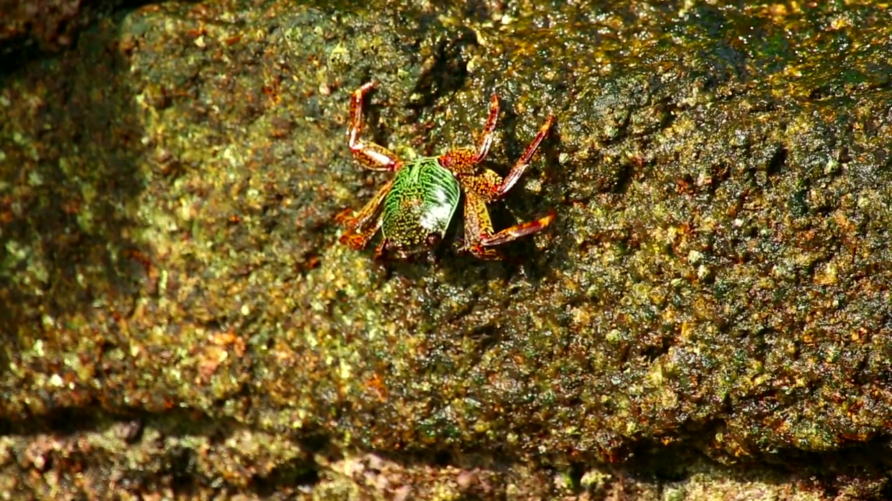 Crab walking on a wet stone, animal, wildlife, rock, and stone
