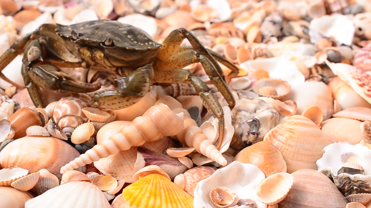 Crab walking over shells, animal, seashore, ocean, and crab