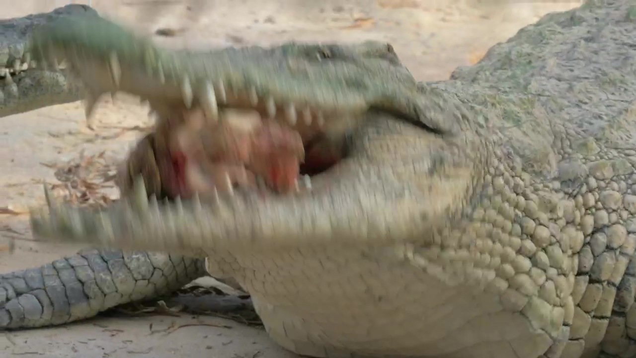 Crocodile holding meat #eating #meat #crocodile #alligator