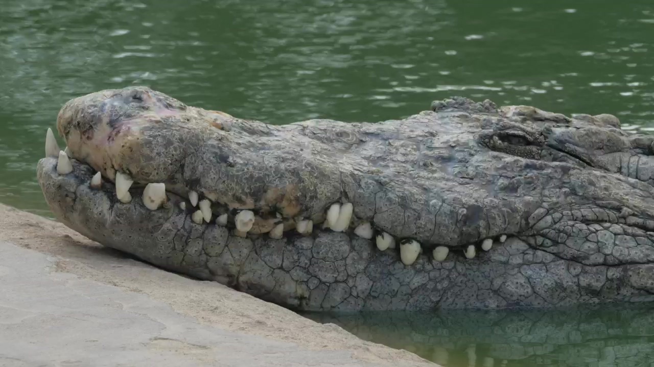 Crocodile in a zoo, danger and crocodile