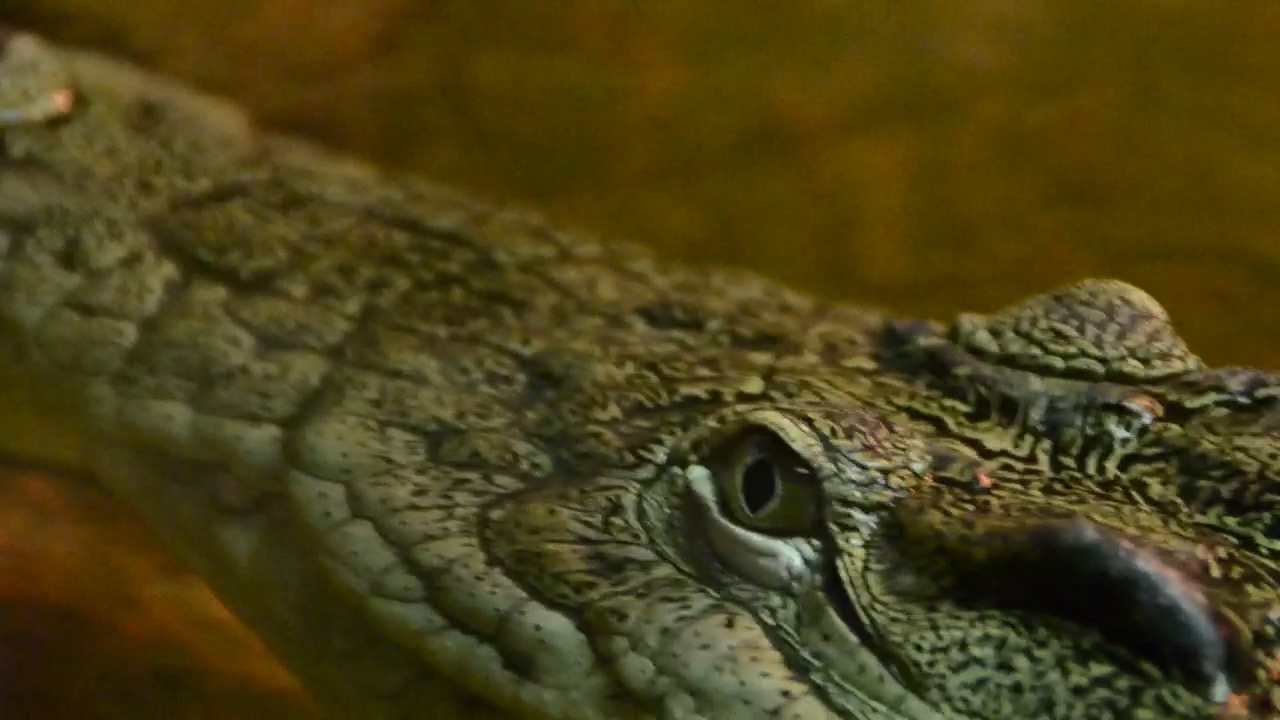 Crocodile in captivity, close up, animal, wildlife, teeth, crocodile, and alligator
