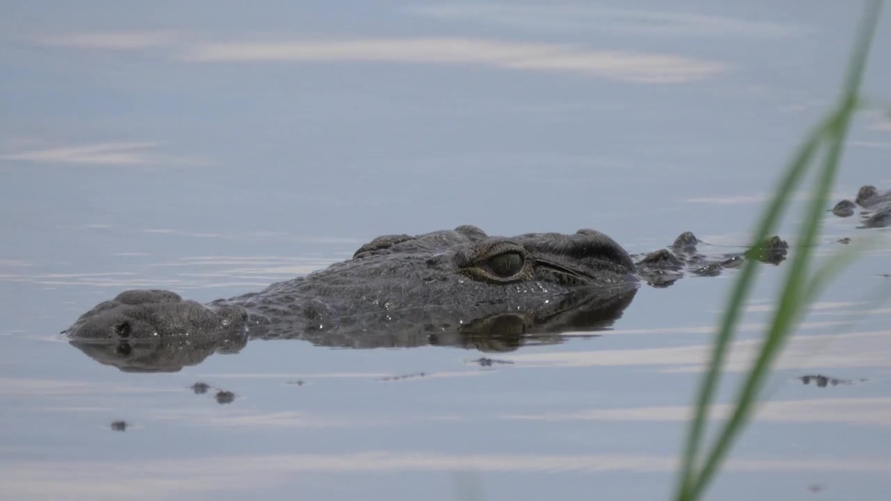 Crocodile lurking in a lake, animal, wildlife, lake, dangerous, and crocodile