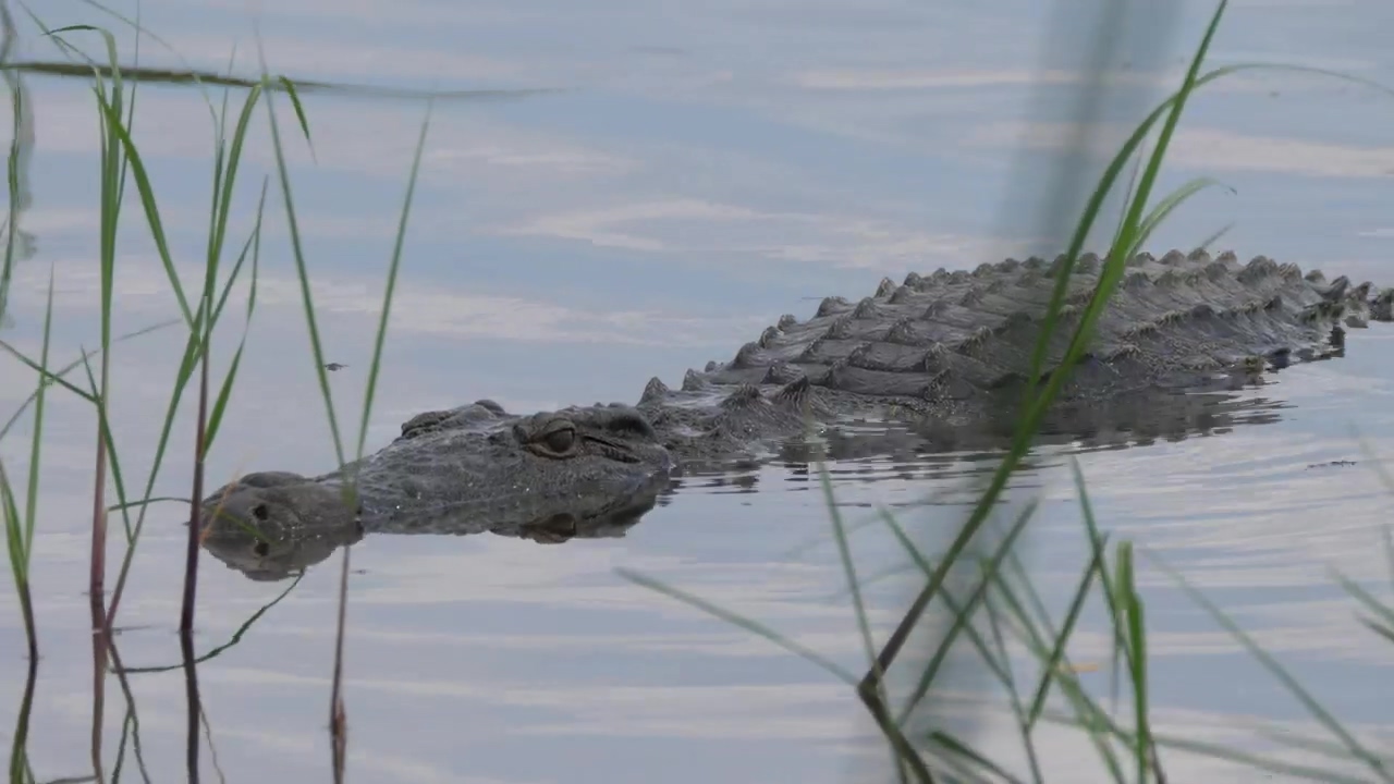 Crocodile lurking in the lake, animal, wildlife, lake, dangerous, and crocodile
