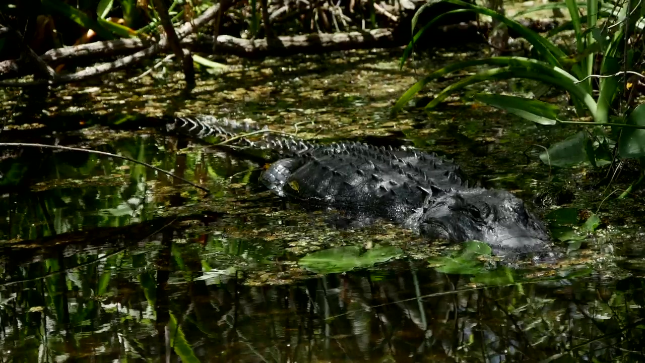 Crocodile perched in a swamp, nature, wildlife, wild, swamp, and crocodile