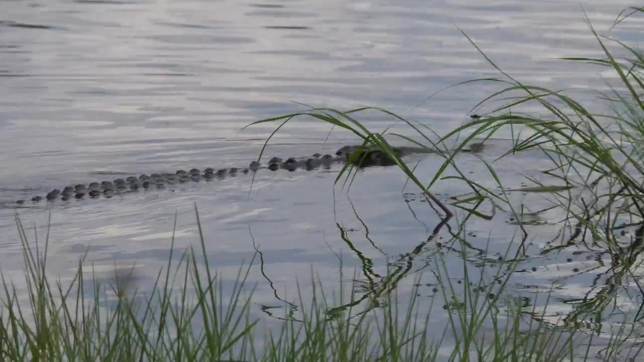Crocodile swimming in the lake, animal, wildlife, river, lake, dangerous, swamp, and crocodile