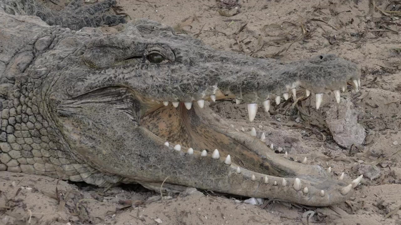 Crocodile with an open jaw, zoo, reptile, and crocodile