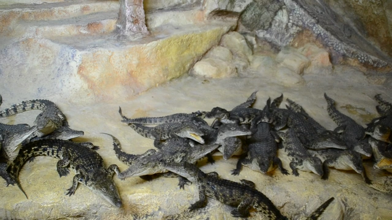 Crocodiles in a large group #reptile #crocodile #alligator