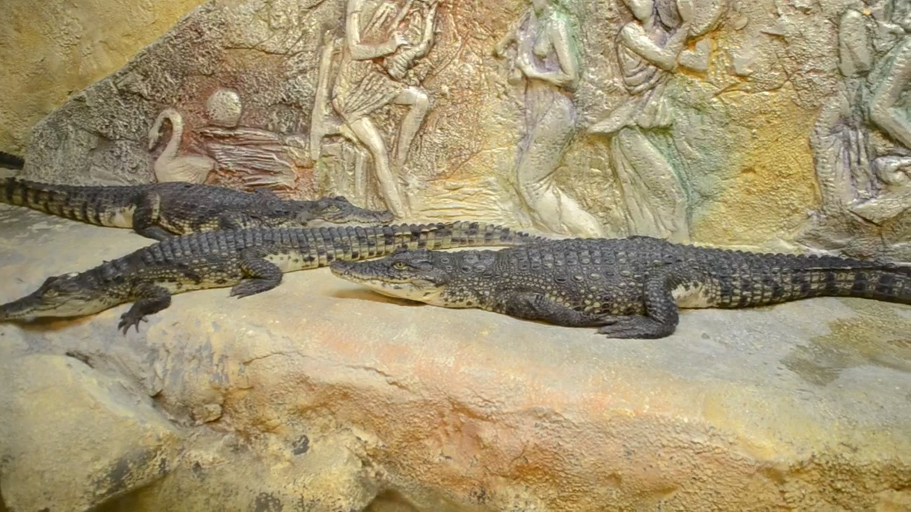 Crocodiles in a zoo environment, zoo, reptile, crocodile, and alligator