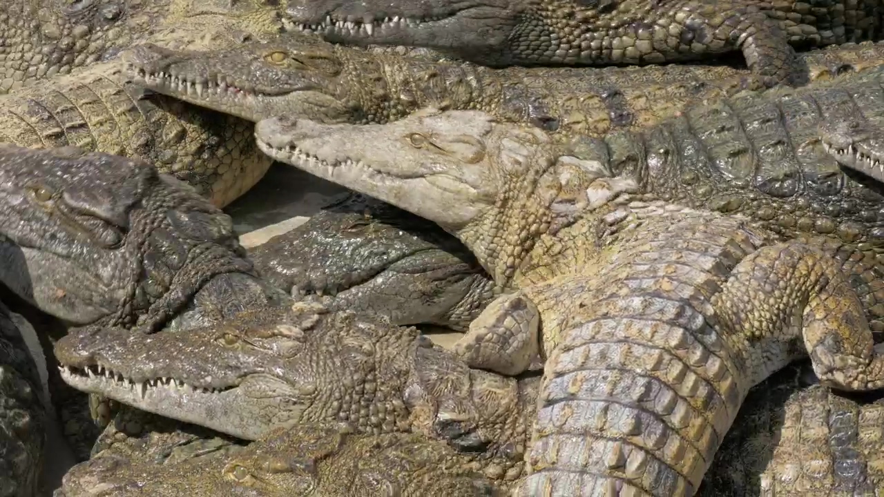 Crocodiles waiting for food #food #wild #crocodile #alligator