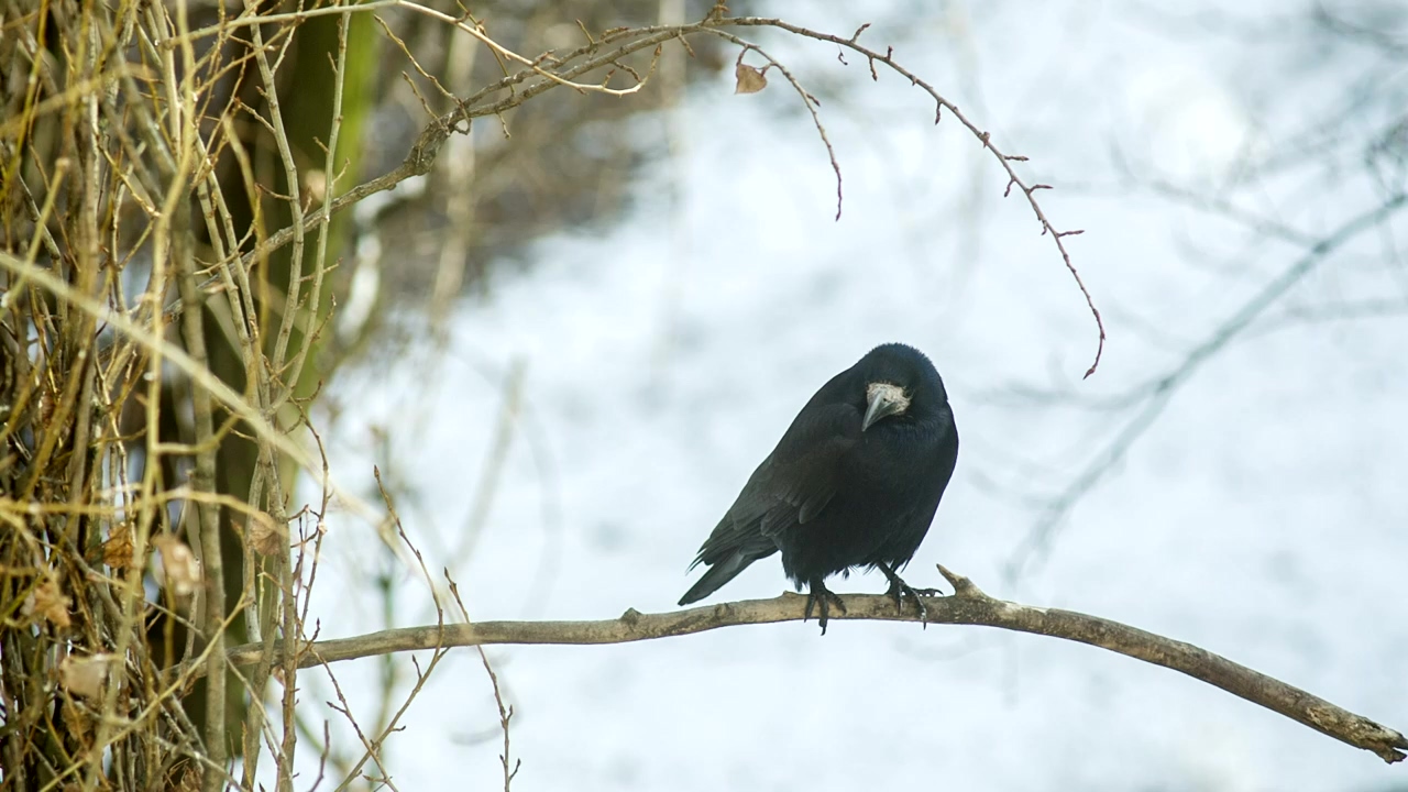 Crow sitting on a branch in the cold of winter, winter, bird, cold, birds, feathers, and crow