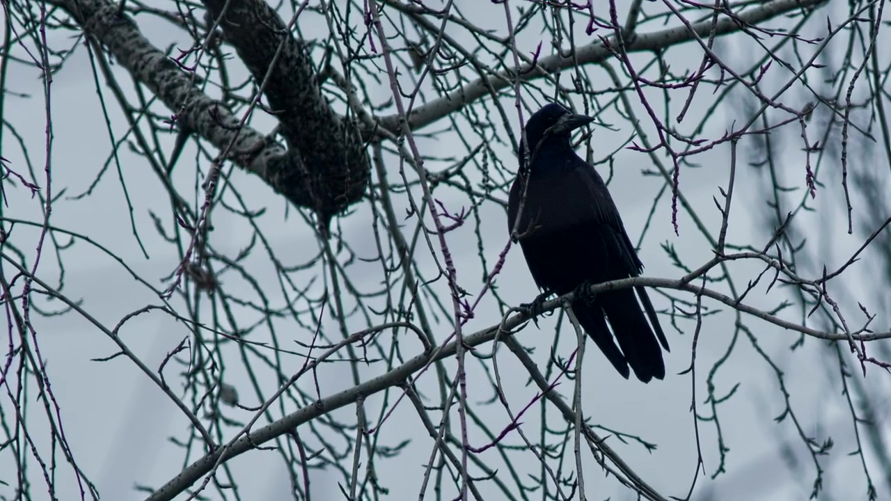 Crow standing on a branch in winter, animal, winter, bird, branch, and crow