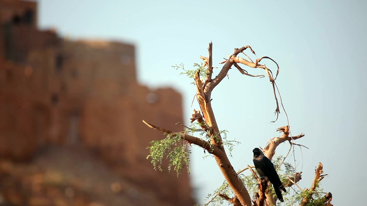 Crow standing on a tree branch, animal, wildlife, tree, and bird