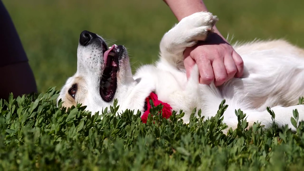 Cte corgi enjoying getting his belly rubbed by his owner, dog, pet, animals, dogs, and corgi