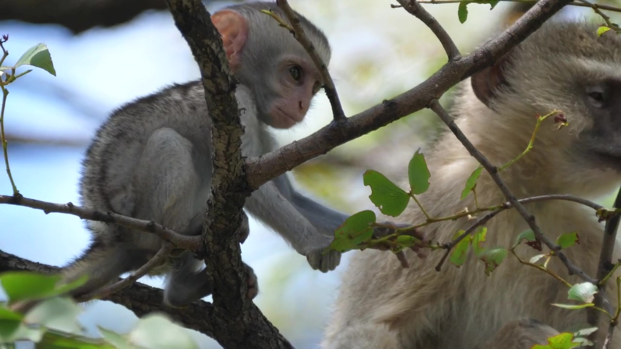 Cute baby monkey grabs a leaf, animal, wildlife, tree, daytime, and monkey
