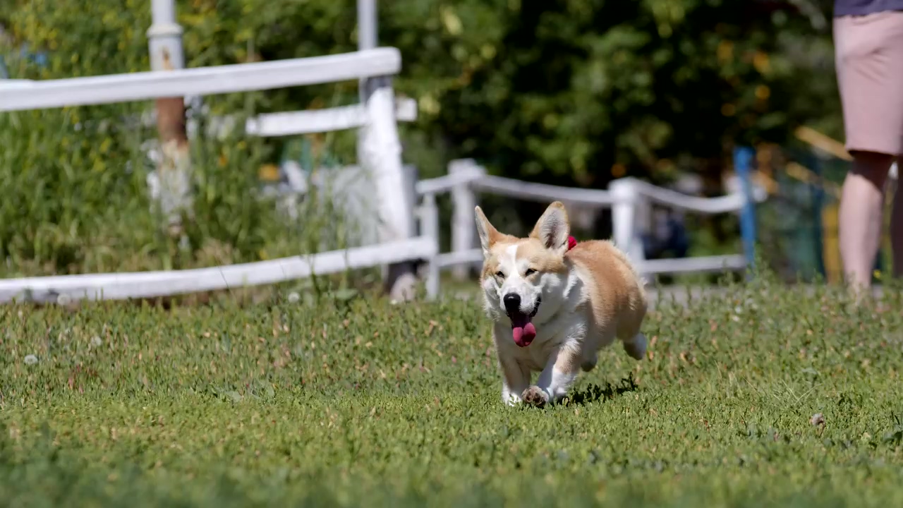 Cute corgi running through the grass, dog, pet, running, dogs, and corgi