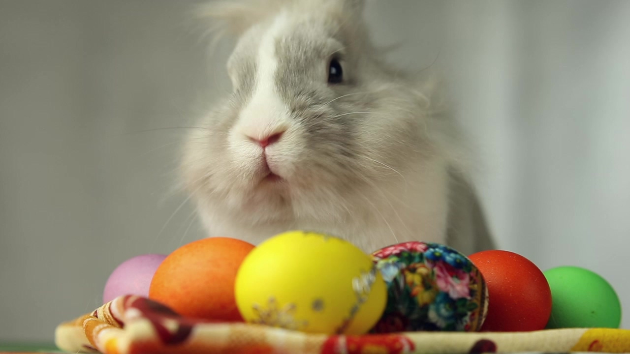 Cute easter bunny rabbit sitting on colourful eggs #color #spring #event #easter #easter egg #easter bunny #holidays #eggs #rabbit