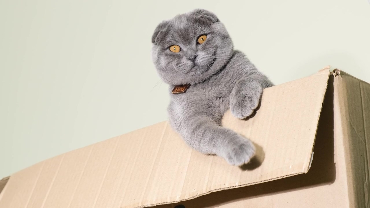 Cute gray cat plays in a cardboard box, playing, cat, box, silly cats, and gray