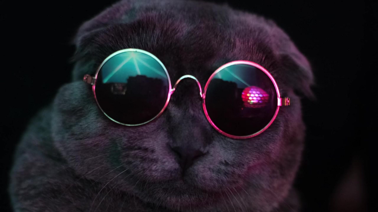 Cute gray cat with dark glasses dancing, dancing, glasses, dark, cat, and silly cats