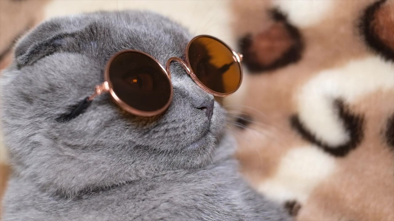 Cute gray cat with dark glasses turning his face to the camera, sunglasses, cat, funny, silly cats, and gray