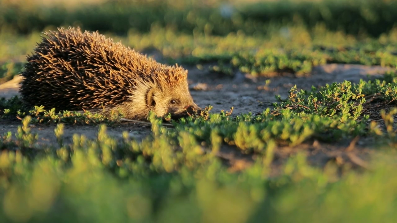 Cute hedgehog walking in the park at sunset #sunset #park #walking #cute #hedgehog