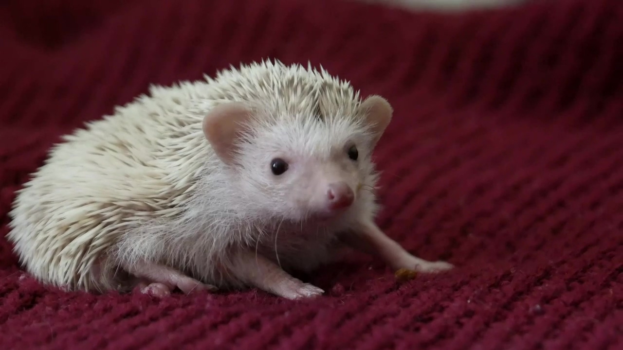 Cute hedgehog walking on a red blanket, animal, walking, cute, domestic, and hedgehog