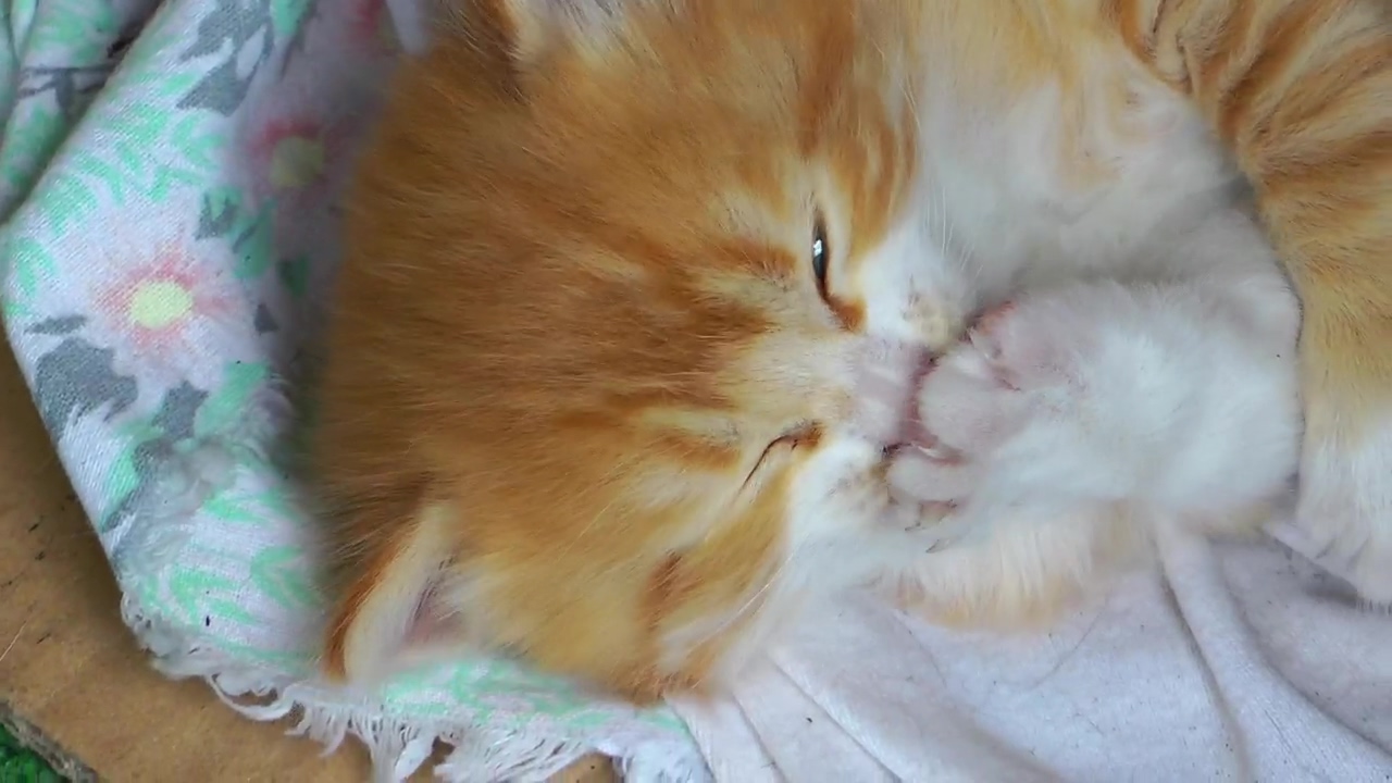 Cute kitten licking a claw, animal, cat, cute, and kitten