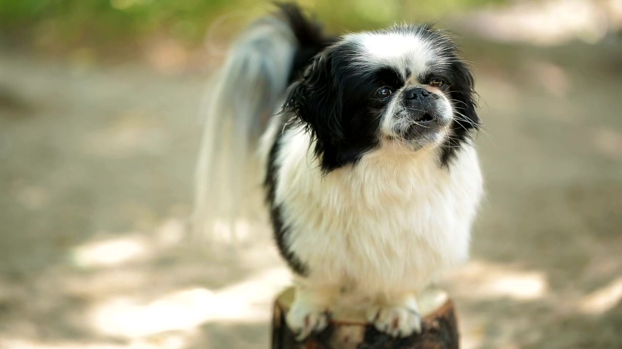 Cute little dog on top of a log, animal, outdoor, dog, pet, and cute