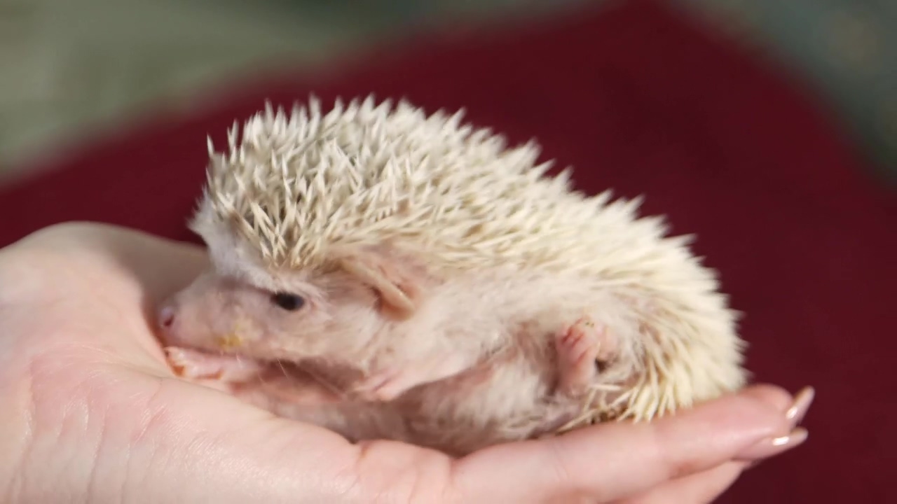 Cute little hedgehog in a girl's hand, animal, baby, cute, domestic, and hedgehog