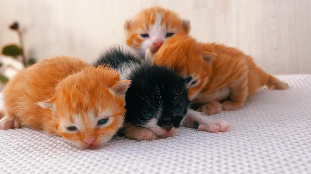 Cute newborn kittens, animal, pet, lovely, cat, newborn, and cute