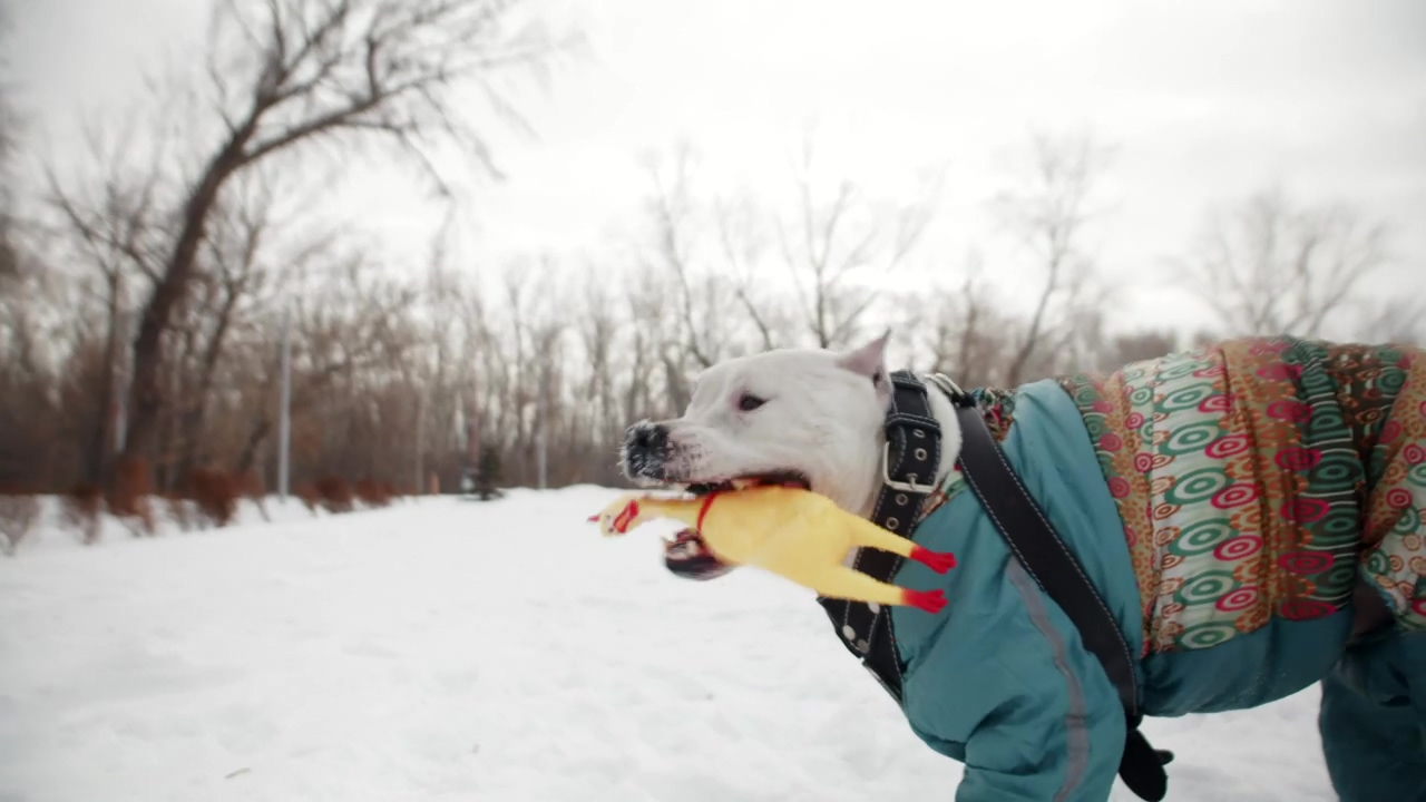 Cute pitbull in a snow jacket shewing on a toy in the snow, snow, dog, pet, playing, toy, dogs, and pitbull
